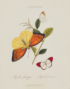 Perhoset: Papilio Leucippe; Papilio Danae, pub. taiteilija, 1800